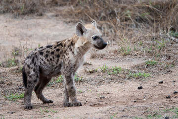 Young hyena walking alone.