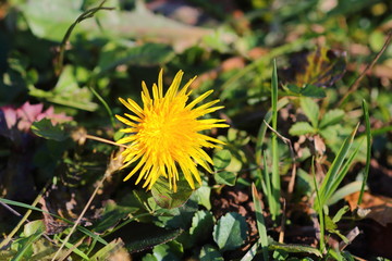 The dandelion grows spontaneously in the areas of the plains up to an altitude of 2000