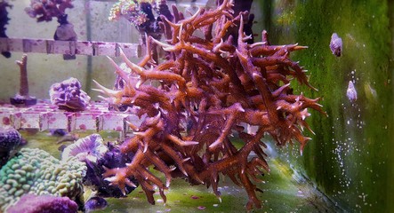 Pink Birdsnest Coral, Aquacultured 
 - (Seriatopora hystrix)