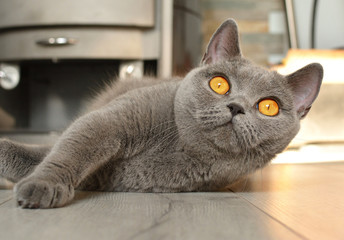 British shorthair cat with expressive orange eyes, lying in front of the fireplace on the laminate. Looking at camera. Raised his head.