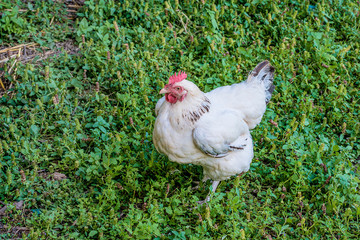 White domestic hen on the green grass