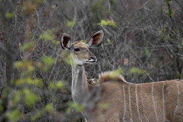 Female Nyala sensing the danger.