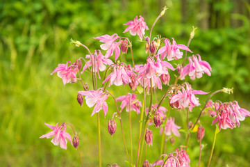 Pink aquilegia or columbine flowers blooming in the summer meadow
