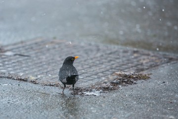 A blackbird with orange beak, snowflakes on feathers, standing on dark wet pavement in a city, cold winter day, manhole cover in background