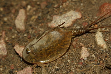 Tadpole shrimp, a rare crustacean occurring in European ponds and lakes