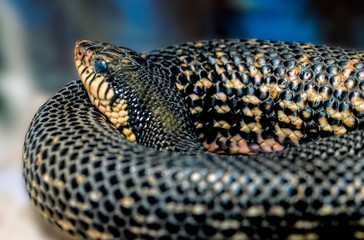 Poisonous snake Leioheterodon madagascariensis or the Malagasy Giant Hognose