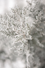 Close up of frozen beauty of nature in winter time. Vertical type of photo.