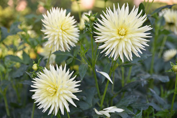 Dahlia cactus jaune