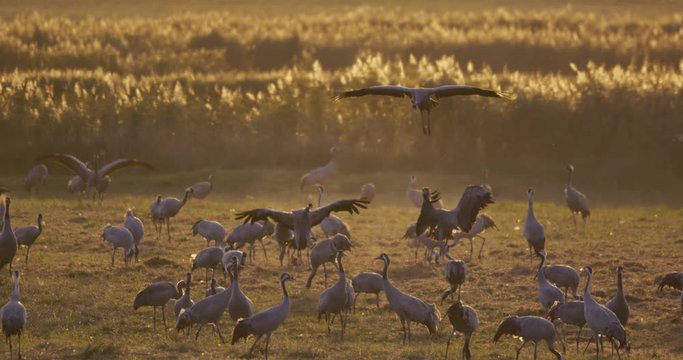 common cranes in autumn - vorpommern, Germany