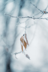 Close up of frozen beauty of nature in winter time. Vertical type of photo.