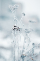 Naklejka na ściany i meble Close up of frozen beauty of nature in winter time. Vertical type of photo.