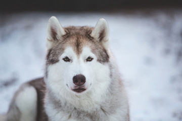 Beautiful, happy and free Siberian Husky dog lying on the snow path in thedark forest in winter