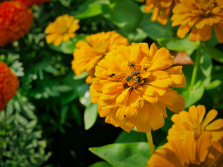Close-up Bees on Marigold Flower with Selective Focus
