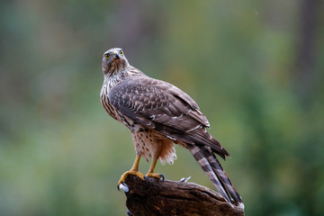 Juvenile northern goshawk on a rainy day in the forest- Netherlands