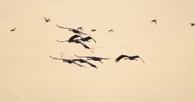 common cranes in autumn - vorpommern, Germany