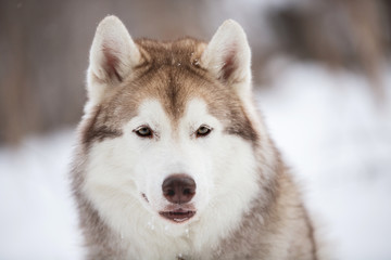 beautiful and happy Siberian Husky dog sitting on the snow in the forest in winter