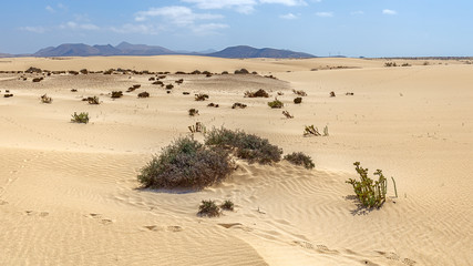 Corralejo Dunes in Fuerteventura, Canary Islands