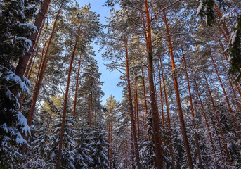Snowy winter forest in a sunny day on a background of blue sky.