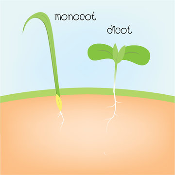 monocot and dicot