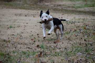 Pitbull playing fetch