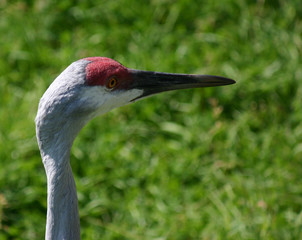 grey crowned crane