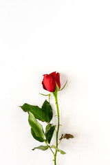 red roses with white background