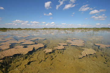 Dwarf Mangrove Trees of Everglades National Park, Florida, standing in deep, clear water after heavy autumn rains.