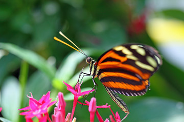 Goldener Hekale Heliconius hecale © digidias