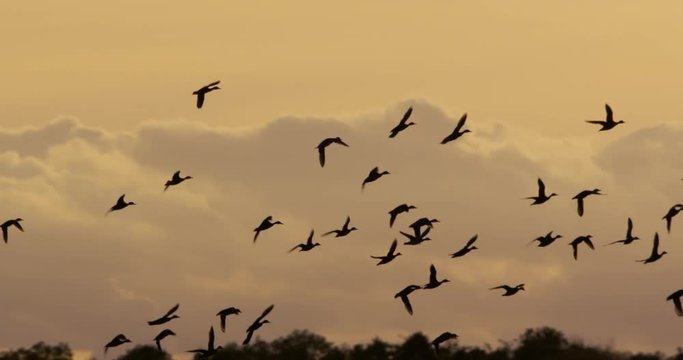 geese in autumn - vorpommern germany