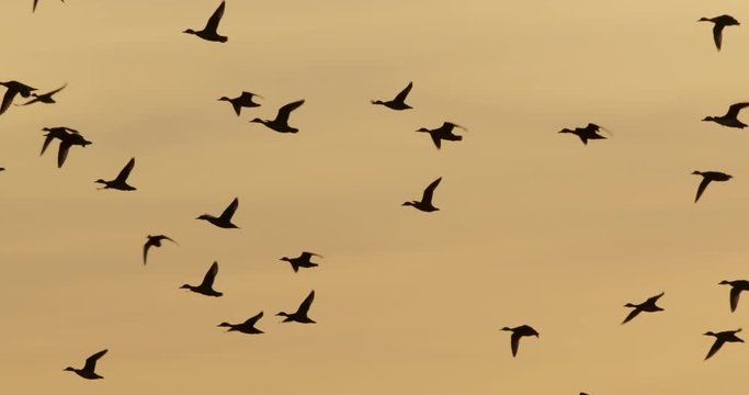 geese in autumn - vorpommern germany