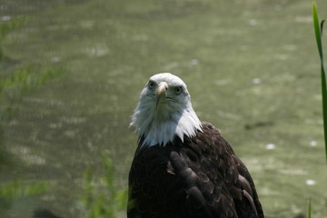 wildlife