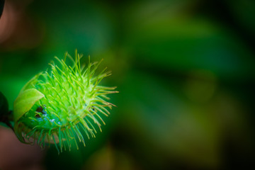 Planta carnivora cerrada