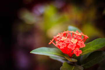 Flor roja con fondo desenfocado