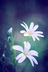 Fototapeta na wymiar Weiße Stellaria holostea Blumen (größeres stitchwort) und Blüten vor grünem Hintergrund