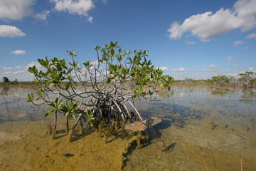 Dwarf Mangrove Trees of Everglades National Park, Florida, standing in deep, clear water after heavy autumn rains.