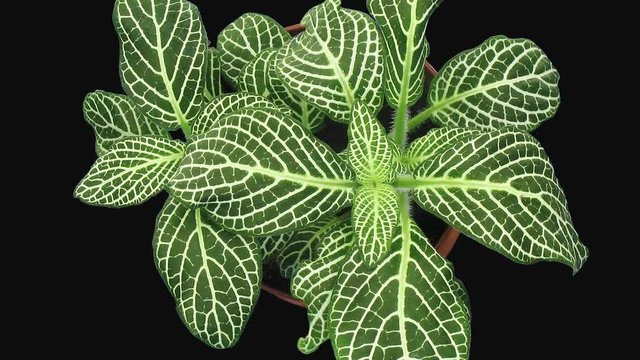 Time-lapse of growing fittonia flower 3g3 in RGB + ALPHA mate format isolated on black background, top view