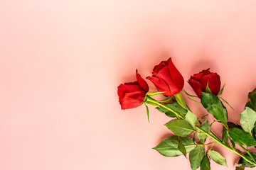 red roses with pink background