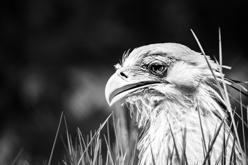 Nahaufnahme Raubvogel