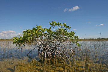 Dwarf Mangrove Trees of Everglades National Park, Florida, standing in deep, clear water after heavy autumn rains.