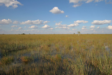 Fototapeta premium Sawgrass expanse in Everglades National Park, Florida, from the Pa-Hay-Okee boardwalk under a beautiful autumn cloudscape.