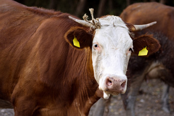 cattle breeding concept