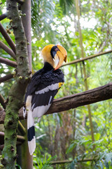 Great horn bill buceros bicomis enggang lume
