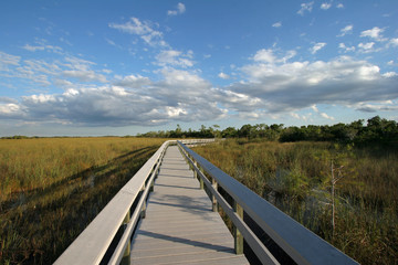 Fototapeta na wymiar The Pa-Hay-Okee boardwalk in Everglades National Park, Florida, on the edge of an expanse of sawgrass.