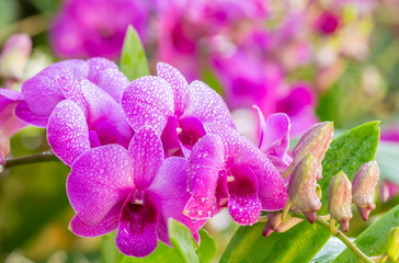 Beautiful purple orchids, Dendrobium.
