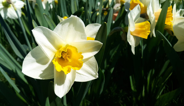 Close-up of beautiful bright Narcissus flowers