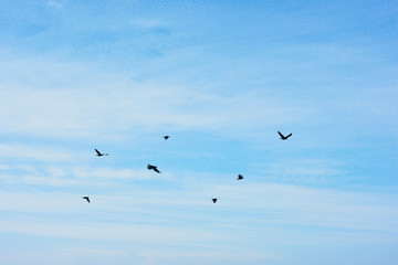 青空と鳥（カラス）