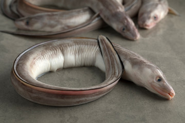 Fresh raw european conger eel