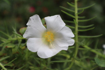 white flower in the garden