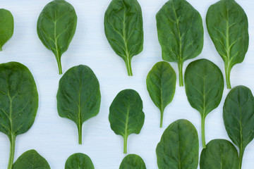 Fresh green spinach leaves on a blue background.