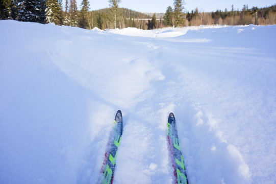 Two cross-country skis stand on the track in the snow against the background of the forest on a sunny day.
